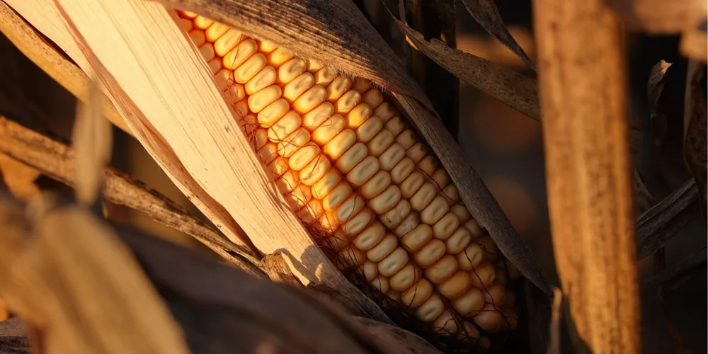 Embarques nacionais do grão apresentaram queda de 63,47% em relação a janeiro