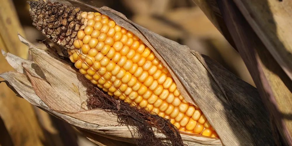 Expansão da área cultivada reflete o crescimento das indústrias de etanol de cereal no país