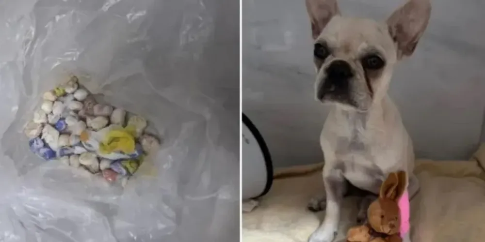A cachorra vomitou parte da droga assim que chegou na clínica