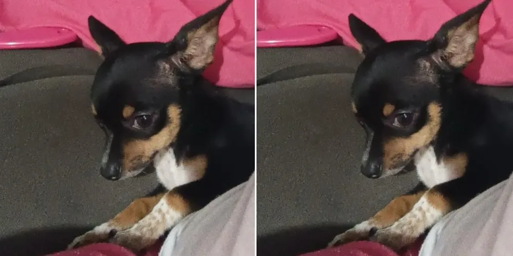 Rony, cachorro desaparecido