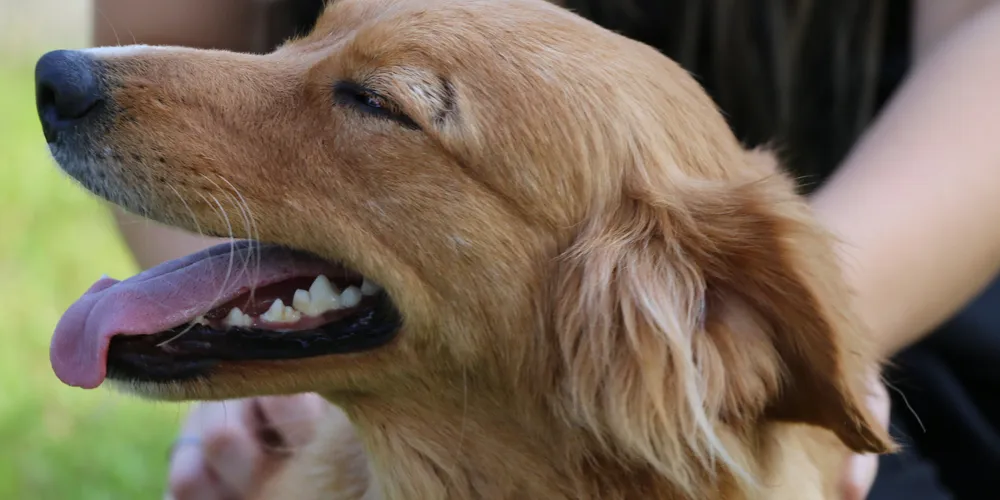 São 304 vagas no total, 152 por dia, distribuídas entre felinos e caninos