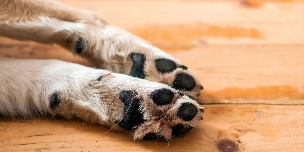 O veículo não parou no local para prestar socorro ao cachorro