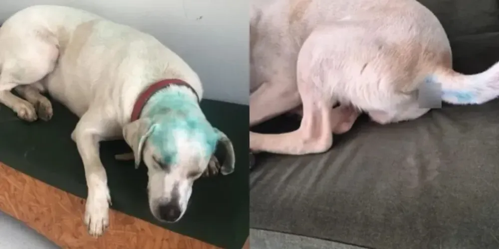 Segundo voluntários da causa animal, o animal, que vive no campus, teria sido pintado por participantes da atividade