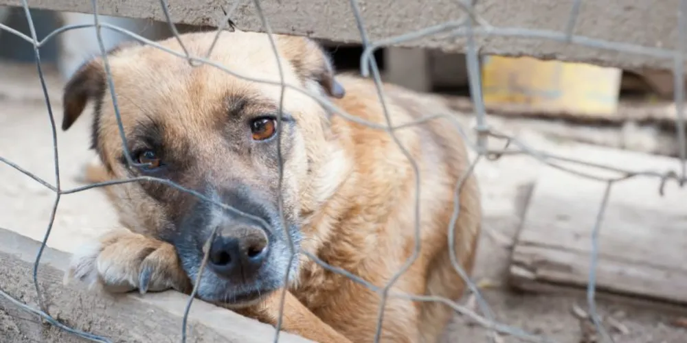 A Clinicão administra o Centro de Referência para Animais em Risco (CRAR) de Ponta Grossa