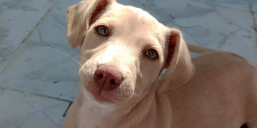 A cadela Cristal tem cor caramelo, olhos em tom castanho claro, e ainda não tem um ano de idade