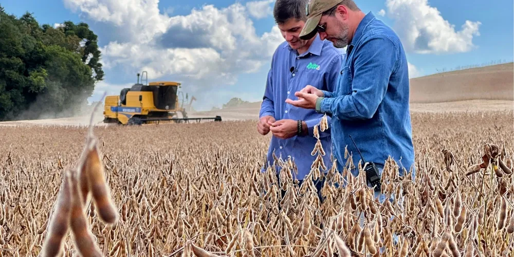 Produtividade média no primeiro talhão da CT Agro foi de 6 mil quilos por hectare. Na foto, o consultor Elizandro Kielt e o produtor Marcio Krzyuy