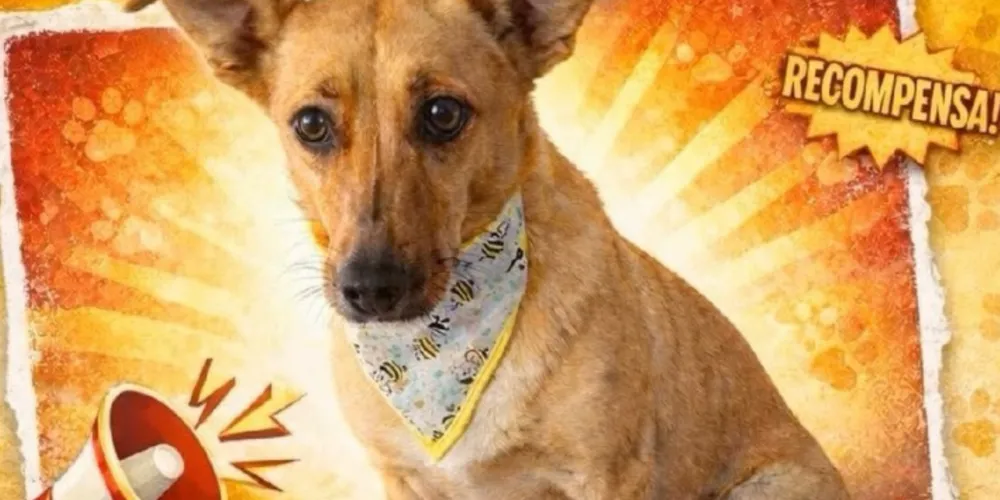 Dona oferece recompensa para quem encontrar o pet