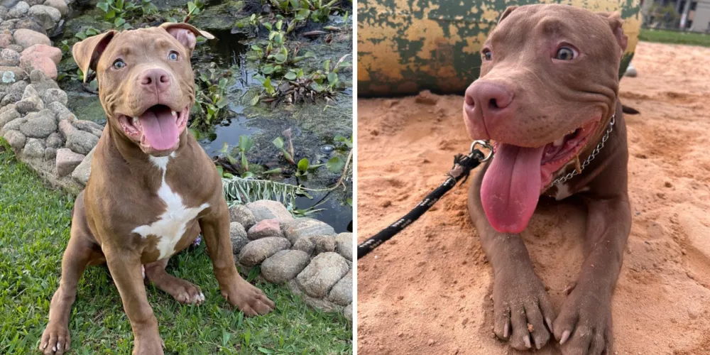 Brownie, cão influencer de Ponta Grossa
