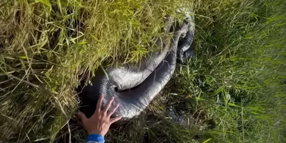 O novo registro foi feito pelos ambientalistas Matheus Araujo e Gabriel Camargos, que monitoram a fauna local
