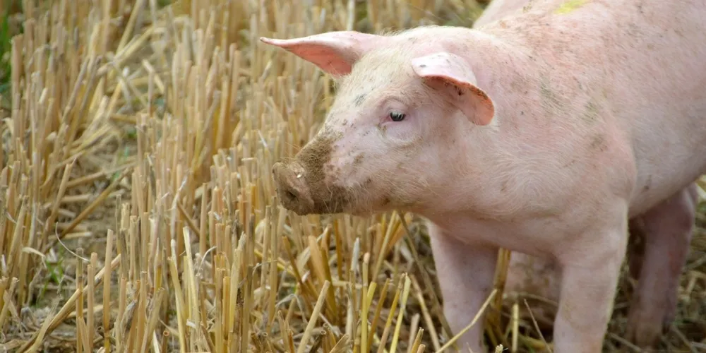 Diferença de preços entre as proteínas animal estimula a substituição da carne bovina pela suína na mesa dos brasileiros