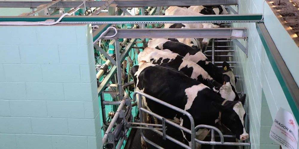 Genética e conforto animal garantem produtividade de 40 litros/dia, muito acima da média nacional