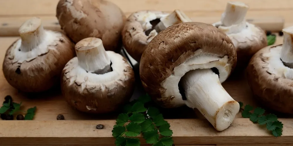 Fungicultura tecnológica em Castro e Palmeira é a aposta do Paraná para equilibrar a balança comercial do setor e elevar o consumo nacional