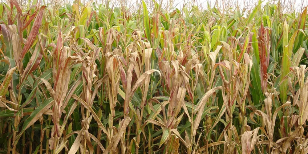 Cigarrinha-do-milho é o vetor de patógenos que dizimam lavouras; estudo aponta que o inseto é responsável pela perda de mais de 31 milhões de toneladas do grão por ano no Brasil