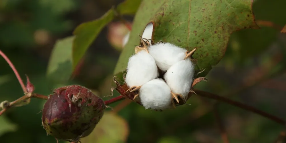 Tempo seco e ensolarado garante a qualidade da fibra para a colheita