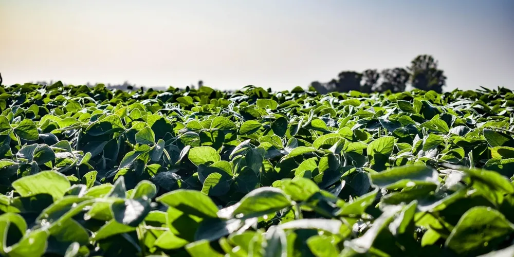 Monitoramento via satélite e dados de campo confirmam que o índice de vegetação das lavouras de soja e milho segue em patamares próximos aos das melhores safras anteriores