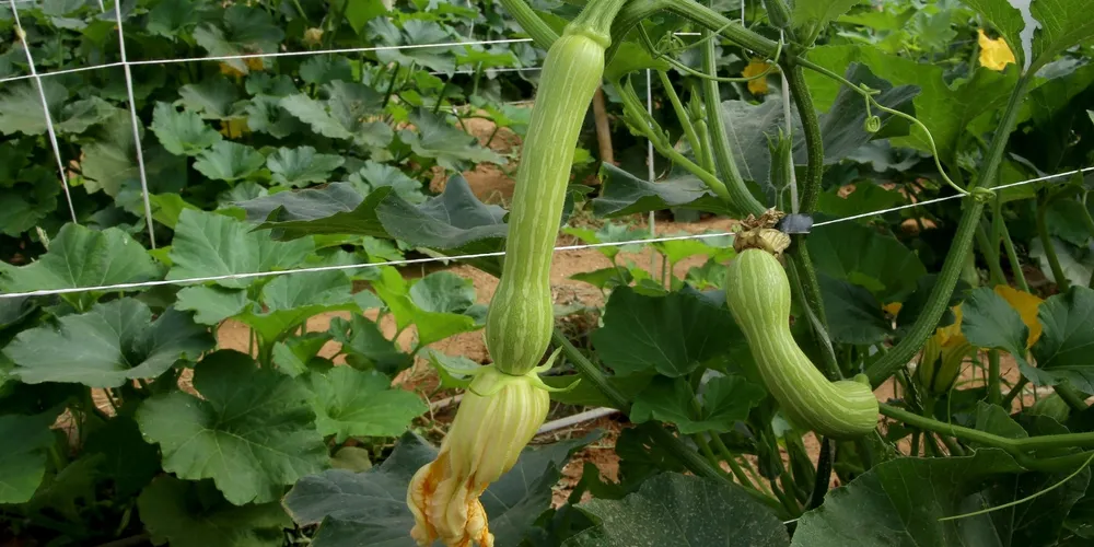 Cultura está presente em quase 90% dos municípios do estado e enfrenta alta de preços devido à estiagem