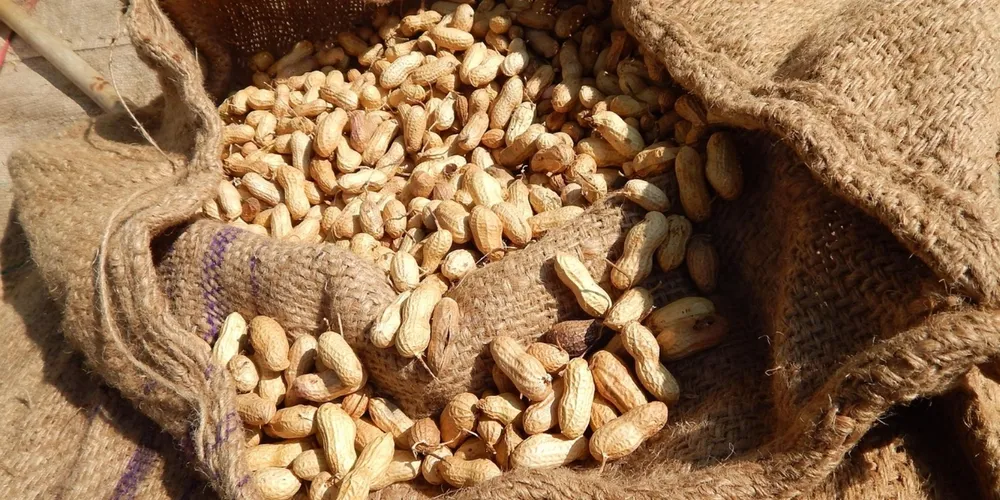 Clima seco em março permite a secagem natural do amendoim no Paraná, garantindo grãos de alta qualidade comercial