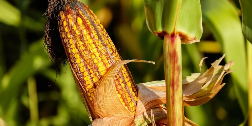 Déficit hídrico preocupa produtores para safras em fase de desenvolvimento vegetativo