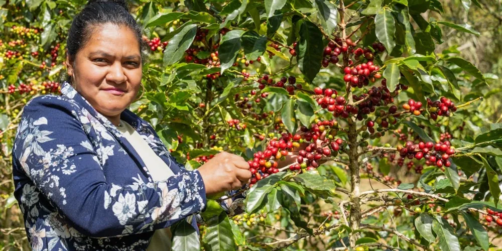 Novas taxas do Pronaf visam baratear o acesso a embriões e sêmen para aumentar a produtividade no campo