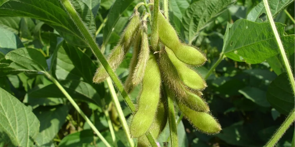 Cumprimento do vazio sanitário é a principal estratégia para reduzir a incidência de fungos e garantir a produtividade da soja brasileira