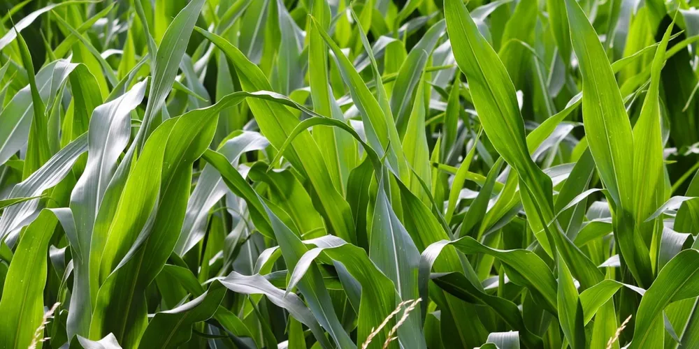 Setor agropecuário aguarda a definição do Plano Safra 2026/27 sob a expectativa de novos recordes para sustentar o crescimento que representou um terço da expansão do PIB em 2025