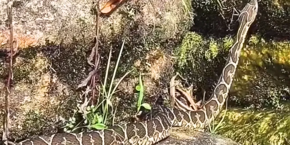 A urutu-cruzeiro foi vista na Represa de Alagados, em Ponta Grossa