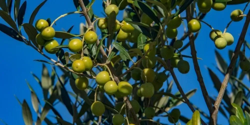 Colheita de olivais gaúchos começaram nesta sexta (17)