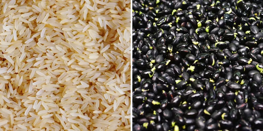 Umidade no Sul do país exige atenção dos produtores para evitar perdas na qualidade dos grãos