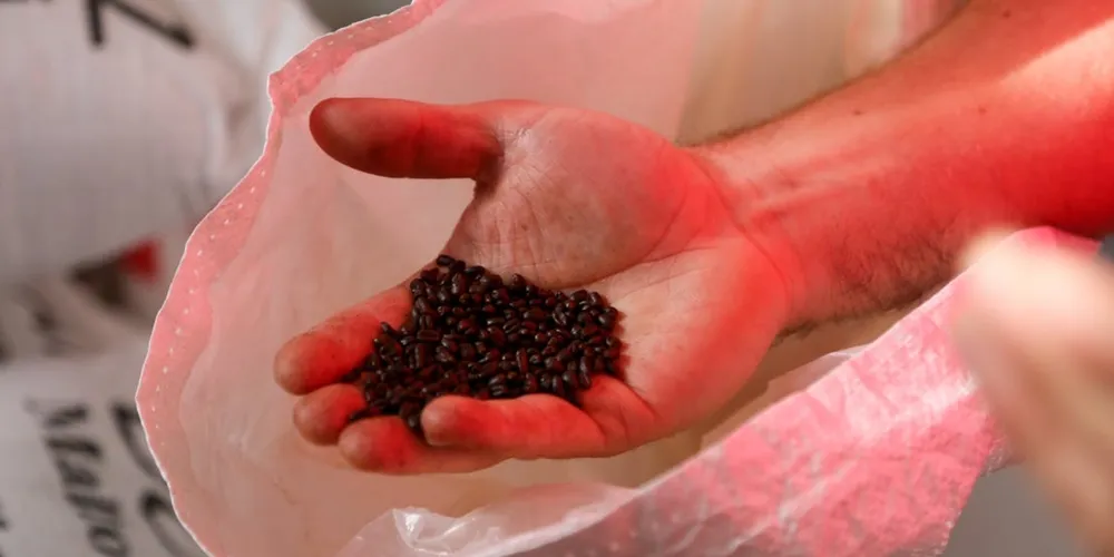 Governo Federal destina recursos históricos para que a agricultura familiar forneça sementes e mudas que promovem a diversidade produtiva no campo