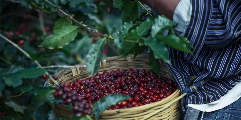 Pesquisa de campo em dez estados busca trazer dados reais sobre a produtividade das variedades arábica e conilon na safra 2026