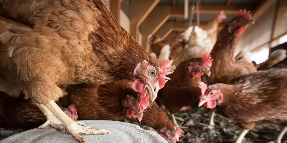 Alta do petróleo impacta diretamente o transporte e a distribuição da carne de frango, elevando os custos logísticos em toda a cadeia produtiva brasileira