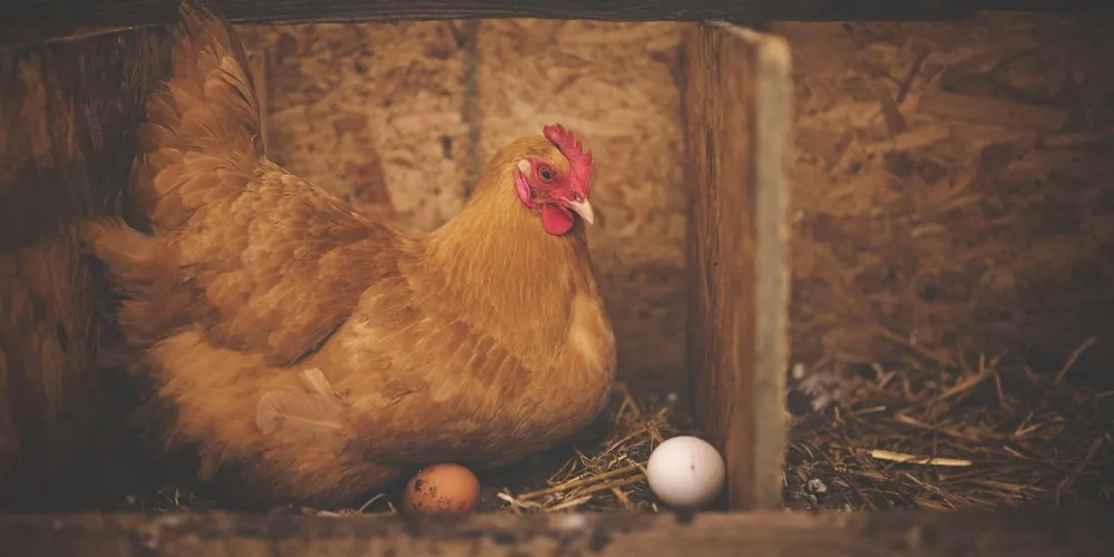 Paraná responde por 34% da produção nacional e enfrenta pressão inflacionária decorrente de conflitos externos