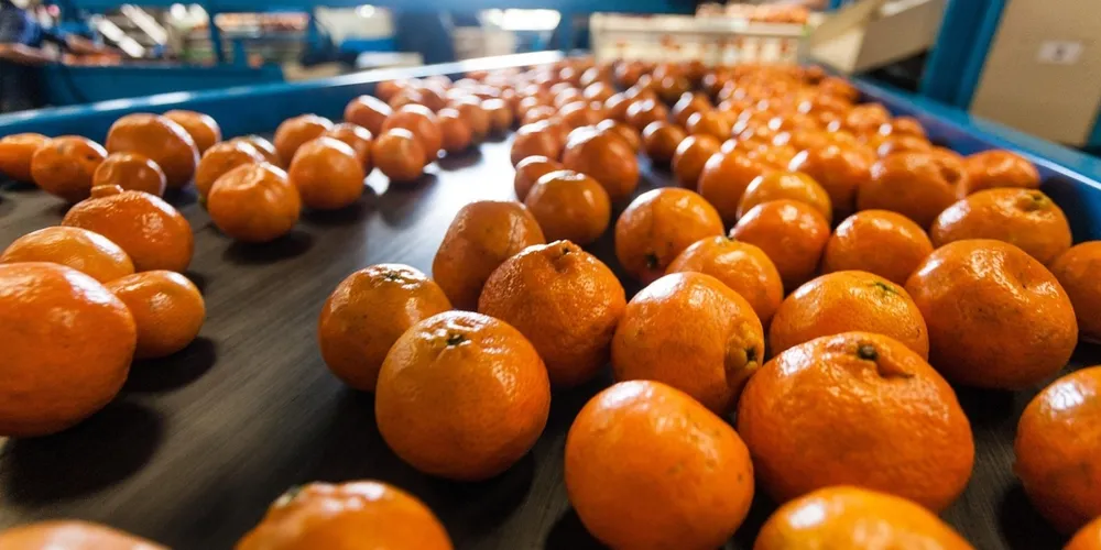 Alta nos insumos derivados de petróleo ameaça a rentabilidade dos pomares brasileiros em 2026