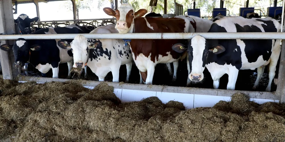 Setor leiteiro paranaense projeta forte valorização para o mês de maio após alta nos derivados