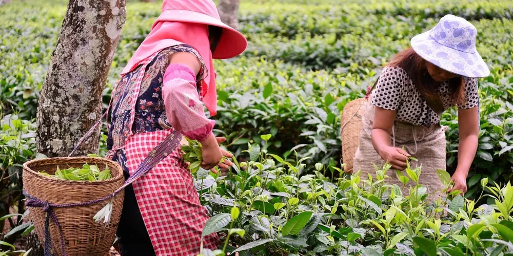 Cooperativas buscam protagonismo no financiamento rural para garantir a manutenção da produção frente ao aumento dos custos operacionais e financeiros