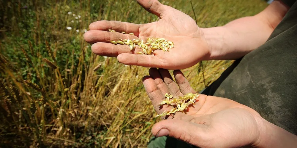Colheita de soja em 2026 ocorre sob pressão de custos logísticos e restrição de crédito bancário