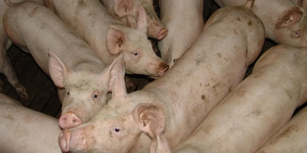 Queda nos preços dos insumos favorece a rentabilidade do setor