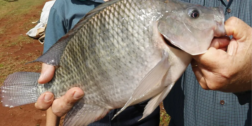 Cenário é resultado dos hábitos de oferta e demanda da Quaresma