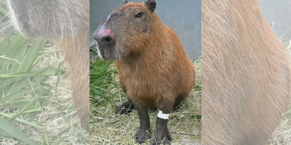 Capivara agredida no último sábado (21)