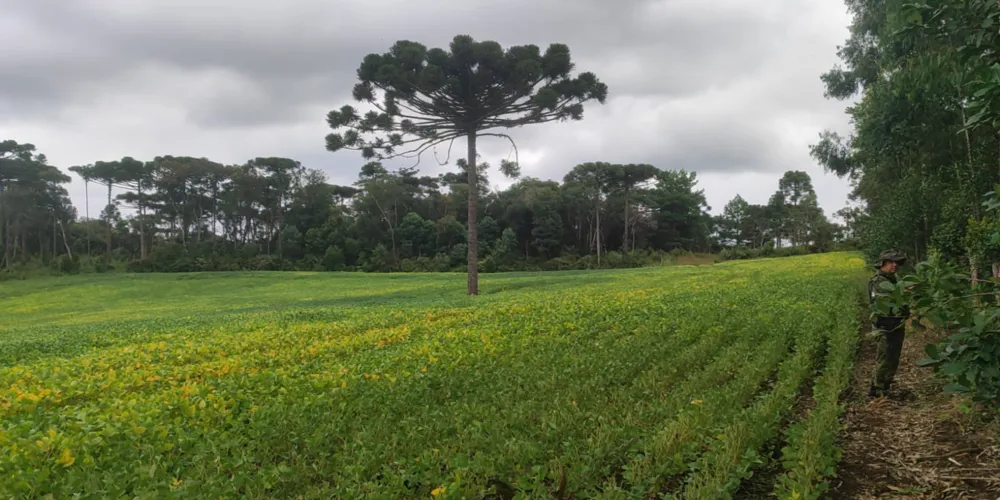Área desmatada pelo proprietário para atividade agrícola