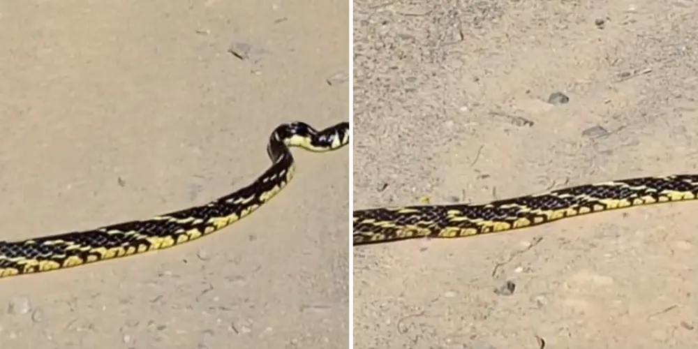 A espécie desempenha um papel importante no equilíbrio ambiental