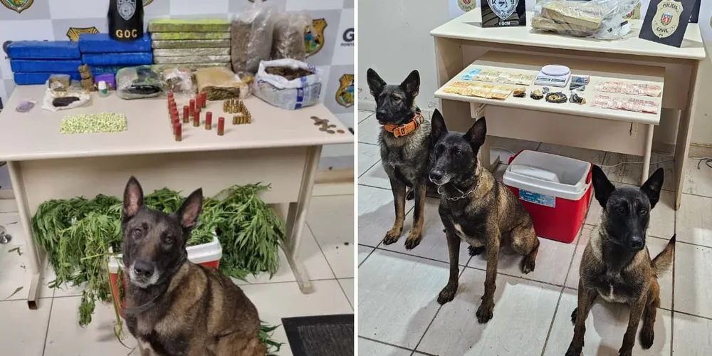 Grupamento de Operações com Cães axiliou nas buscas