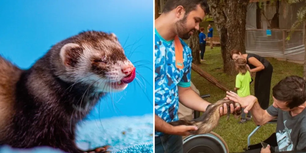 Os organizadores pedem que as pessoas compartilhem a campanha para alcançar mais apoiadores