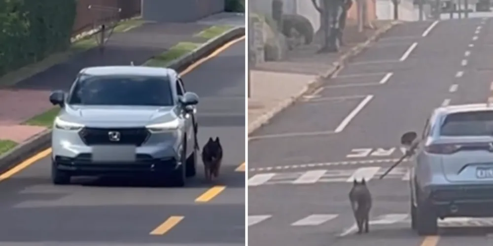 O animal foi forçado a acompanhar o trajeto no trânsito