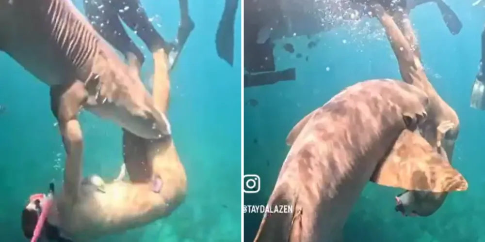 A turista levou dois pontos na perna