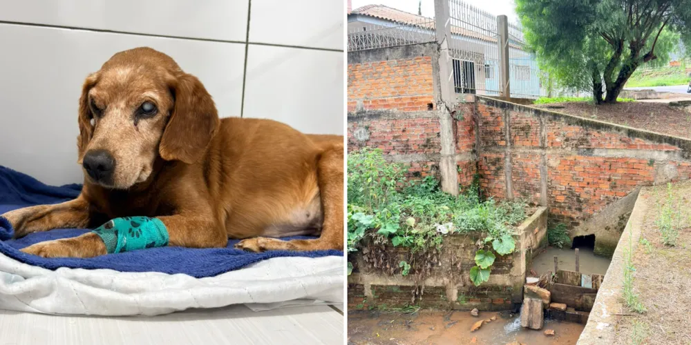 O animal, que tem catarata e dificuldade de locomoção, foi levado para atendimento veterinário e agora aguarda por um dono