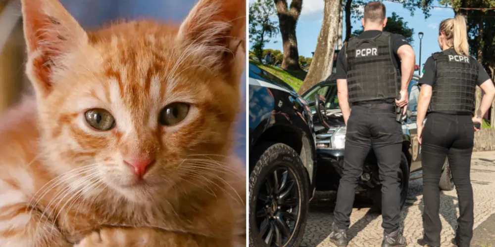 O animal foi encontrado e segue sob cuidados de um veterinário em Teixeira Soares