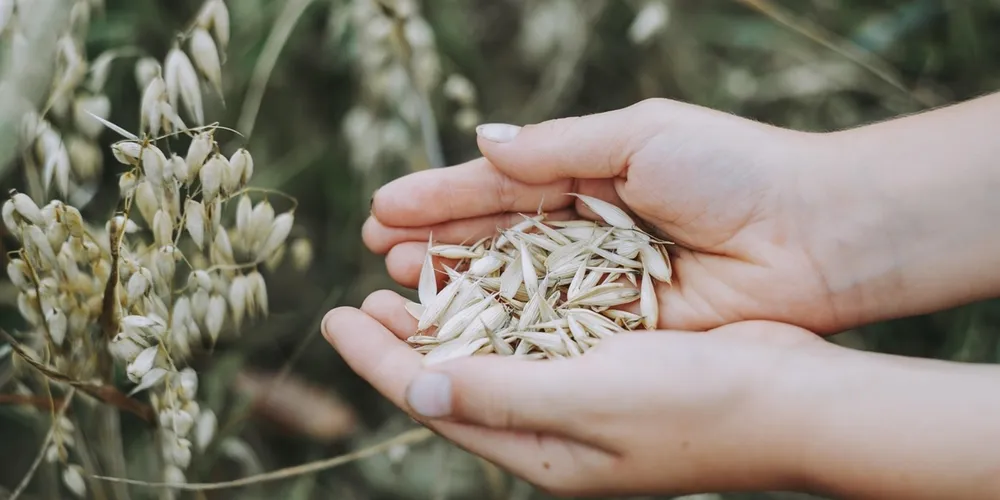 Investimento em ciência e inovação permitiu que a Embrapa multiplicasse por 27 os recursos públicos recebidos, fortalecendo a competitividade do agro brasileiro