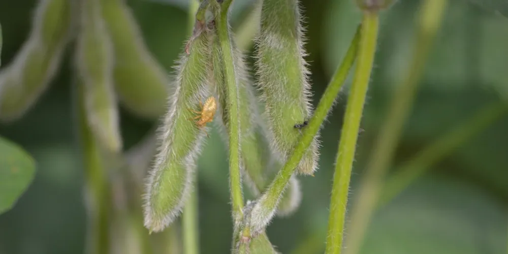 Tecnologia paranaense fortalece a produção de soja convencional no Mato Grosso com foco em exportação para a Europa