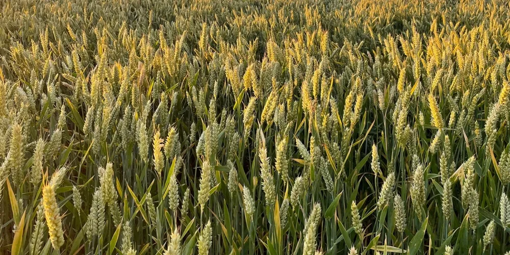 Cédula de Produto Rural consolida-se como um dos principais instrumentos de financiamento privado para produtores brasileiros